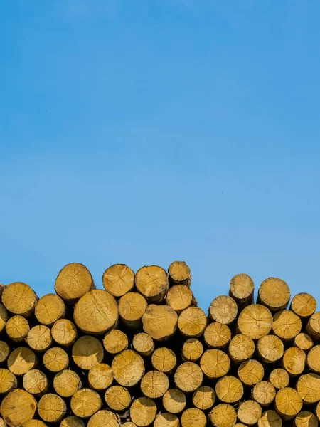 Pila di legna appena tagliata da una foresta . — Foto Stock