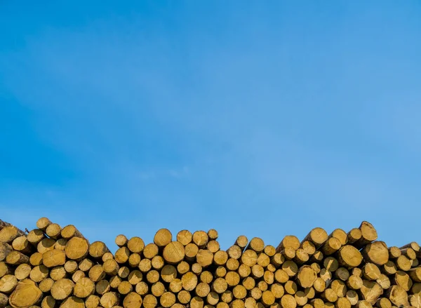 Stack of freshly cut wood from a forest. — Stock Photo, Image