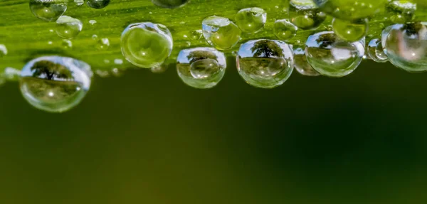 A tree is reflected in raindrops — Stock Photo, Image