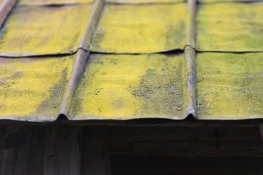 Çatıda yeşil yosun var.