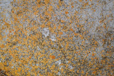 Taş yakın çekim liken