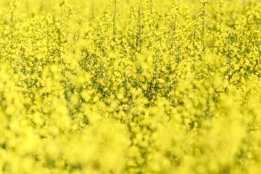 Sarı yağ çekirdeği tecavüz sahası