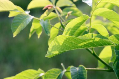 Yeşil ve taze ceviz dalı