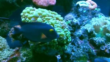 renkli mercan akvaryum, tropikal balık yüzmek çok yakın çekim