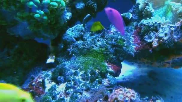 Bunte Tropische Fische Schwimmen Korallen Des Aquariums Aus Nächster Nähe — Stockvideo