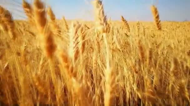 Caminhando Campo Trigo Ouro Correndo Campo Colheita Agricultura Agricultura — Vídeo de Stock