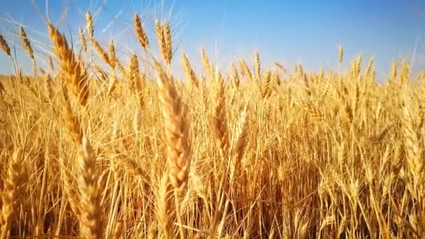 Golden Wheat Field Blue Sky — Stock Video