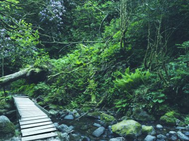 Ormandaki nehrin üzerindeki tahta köprü.