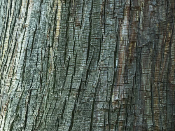 木の樹皮の背景またはテクスチャパターン 抽象的な背景とデザインのためのテクスチャ — ストック写真
