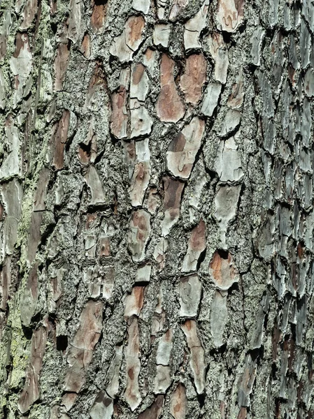 Albero Corteccia Sfondo Texture Pattern Sfondo Astratto Texture Design — Foto Stock