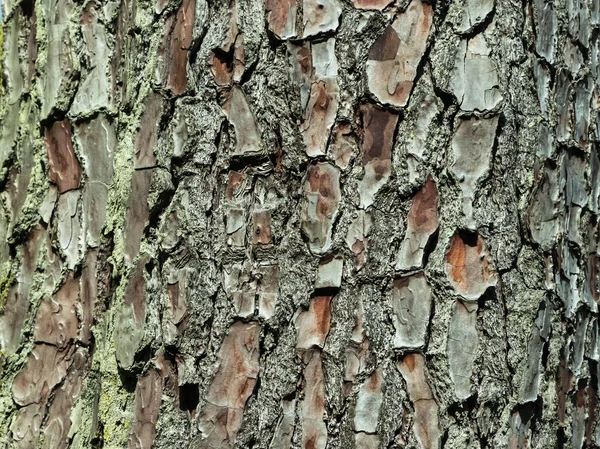 Albero Corteccia Sfondo Texture Pattern Sfondo Astratto Texture Design — Foto Stock