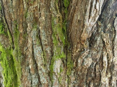 Ağaç kabuğu arka planı veya doku deseni, soyut arka plan ve tasarım için doku