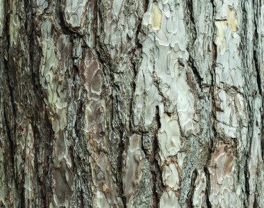 Ağaç kabuğu arka planı veya doku deseni, soyut arka plan ve tasarım için doku