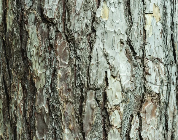 Ağaç Kabuğu Arka Planı Veya Doku Deseni Soyut Arka Plan — Stok fotoğraf
