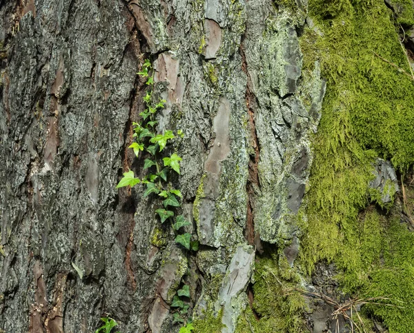 Молодые Зеленые Ветви Растут Старой Деревянной Пне Бревне Коре Дерева — стоковое фото