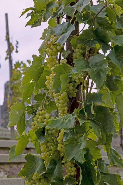 White Bunch Grapes Hang Vine Bush — Stock Photo, Image