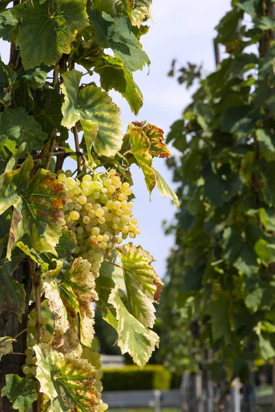 White Bunch Grapes Hang Vine Bush — Stock Photo, Image