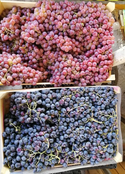 Harvest Juicy Pink Black Grapes Boxes — Stock Photo, Image