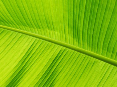 yeşil yaprak arka plan dokusu muzunu kapat