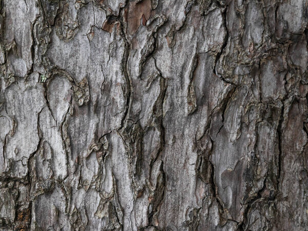 large tree bark  background texture, close up