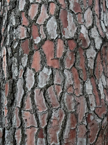 Árvore Grande Casca Fundo Textura Close — Fotografia de Stock