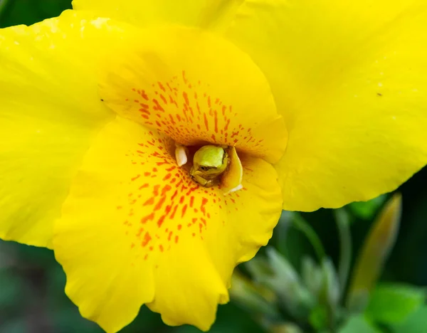 Лягушка Сидела Красивом Желтом Цветке Закрыть — стоковое фото