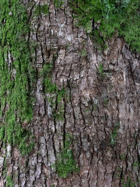 Corteccia Albero Con Muschio Verde Primo Piano Sfondo Consistenza — Foto Stock