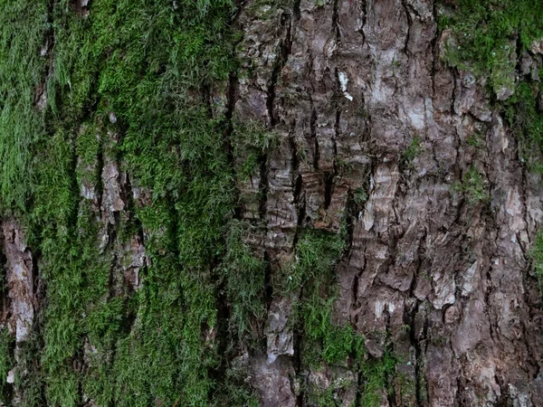 Tree Bark Green Moss Close Background Texture — Stock Photo, Image