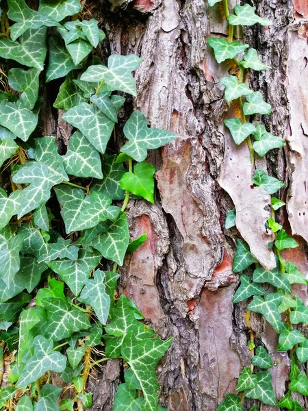 Corteza Árbol Con Plantas Verdes Creciendo Primer Plano Fondo Textura — Foto de Stock