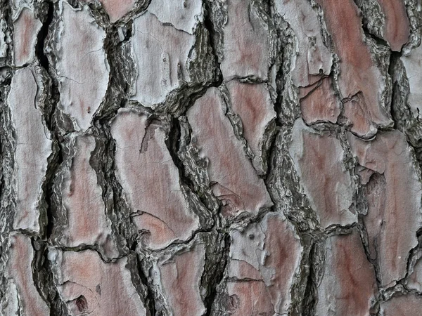 Büyük Ağaç Kabuğu Arkaplan Dokusu Kapat — Stok fotoğraf