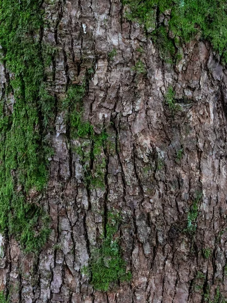 Écorce Arbre Avec Mousse Verte Fond Rapproché Texture — Photo