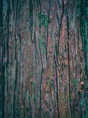 ağaç kabuğu çok renkli, yakın plan, arkaplan, ahşap tahta, doku