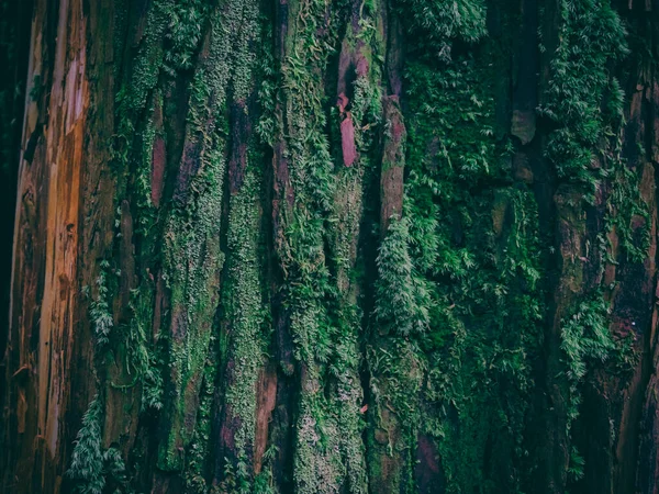木の樹皮は緑 マルチカラー クローズアップ — ストック写真