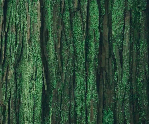 Drzewo Kora Zielony Wielokolorowy Zbliżenie Tło Drewniana Deska Tekstura — Zdjęcie stockowe