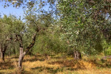 Eski zeytin ağaçları ile tarlası 
