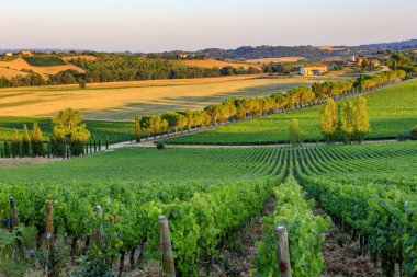 Toskana bölgesindeki bağ manzara