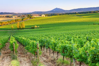 Toskana bölgesindeki bağ manzara