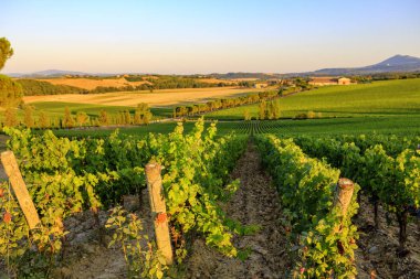 Toskana bölgesindeki bağ manzara