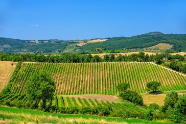Toskana bölgesindeki bağ manzara