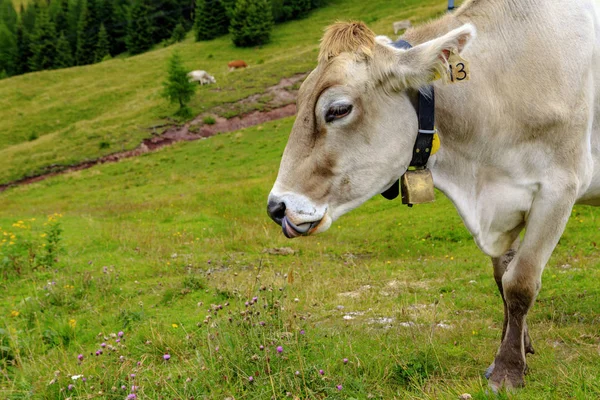 Vache Sur Herbe Dans Les Aips — Photo