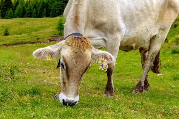 Vache Sur Herbe Dans Les Aips — Photo