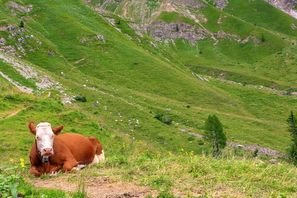 Aips Çim Üzerinde Cow — Stok fotoğraf