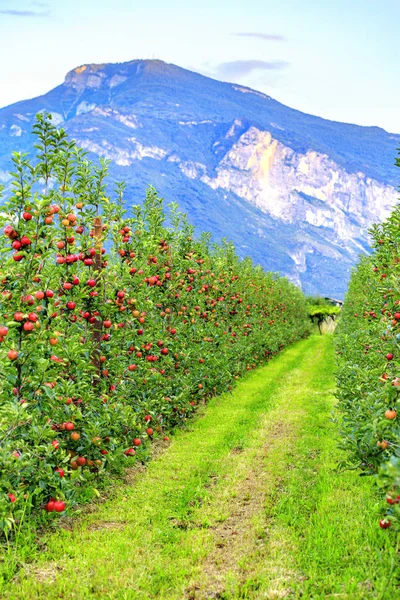 Sonbahar aylarında güneş ışığında bir meyve bahçesinde meyveler