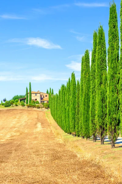 イタリアサイプレスの木の行と道路農村風景 — ストック写真
