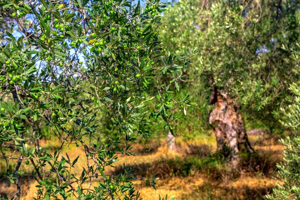 Plantage Mit Alten Olivenbäumen — Stockfoto