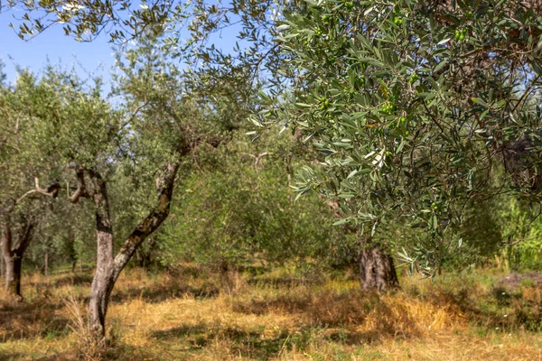 Plantáž Starými Olivovníky — Stock fotografie