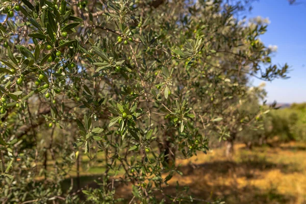 Plantage Mit Alten Olivenbäumen — Stockfoto