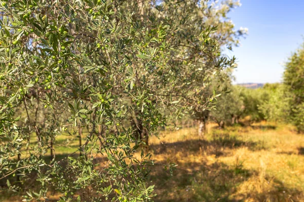 Plantage Mit Alten Olivenbäumen — Stockfoto