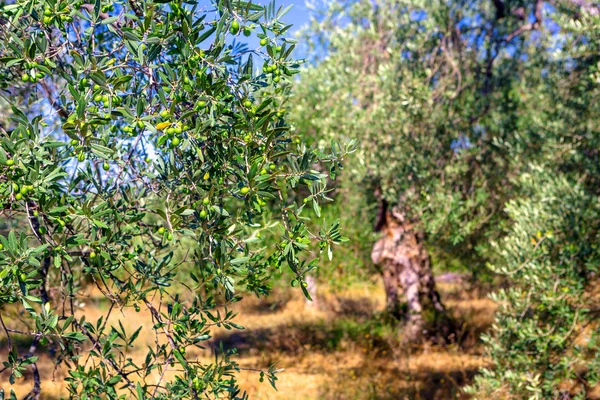 Plantage Med Gamla Olivträd — Stockfoto