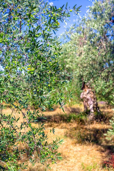 Plantage Mit Alten Olivenbäumen — Stockfoto